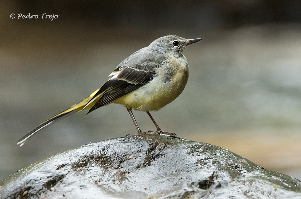 Lavandera cascadeña (Motacilla cinerea)